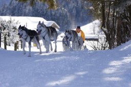 Lenk 2013